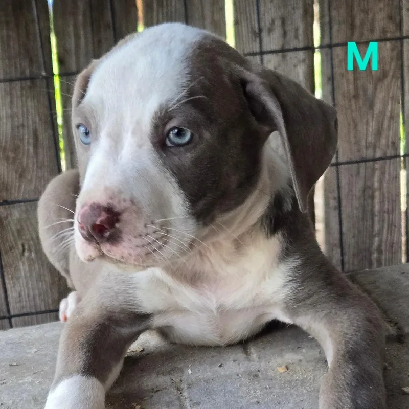 A baby medium-sized male Gray / Blue / Silver Pit Bull Terrier dog named Jack Daniels for adoption in Floresville, TX