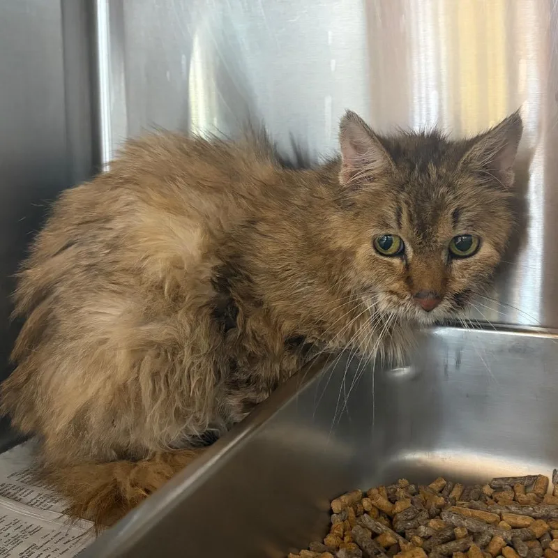 A senior medium-sized female Tortoiseshell Domestic Medium Hair cat named Iris for adoption in Waukesha, WI