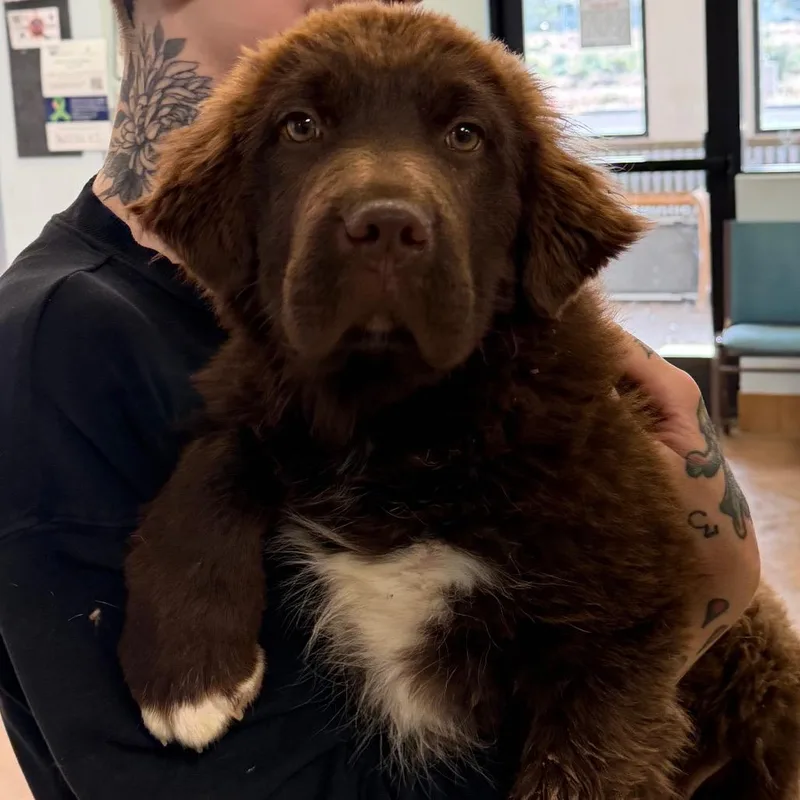A baby medium-sized male Brown / Chocolate Newfoundland Dog dog named Mile for adoption in Flagstaff, AZ