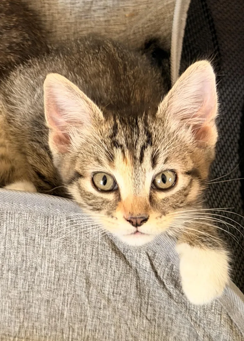 A baby medium-sized female Tabby (Brown / Chocolate) Abyssinian cat named Lil Bear for adoption in Lancaster, CA