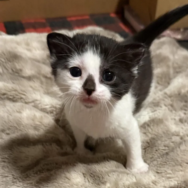 A baby small-sized male Black Domestic Medium Hair cat named Otis for adoption in Jefferson city, TN