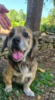 A senior small-sized male Tricolor (Brown, Black, & White) Beagle dog named Hushpuppy for adoption in Mocksville, NC