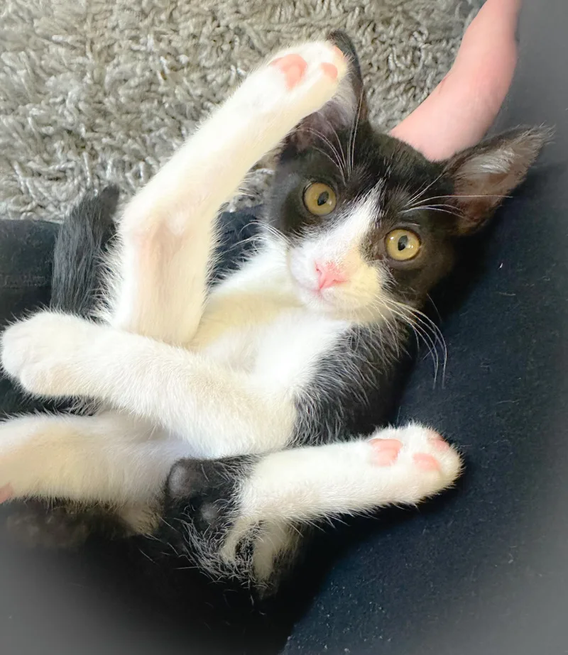 A baby medium-sized male Black & White / Tuxedo Tuxedo cat named Riot for adoption in Oakley, CA