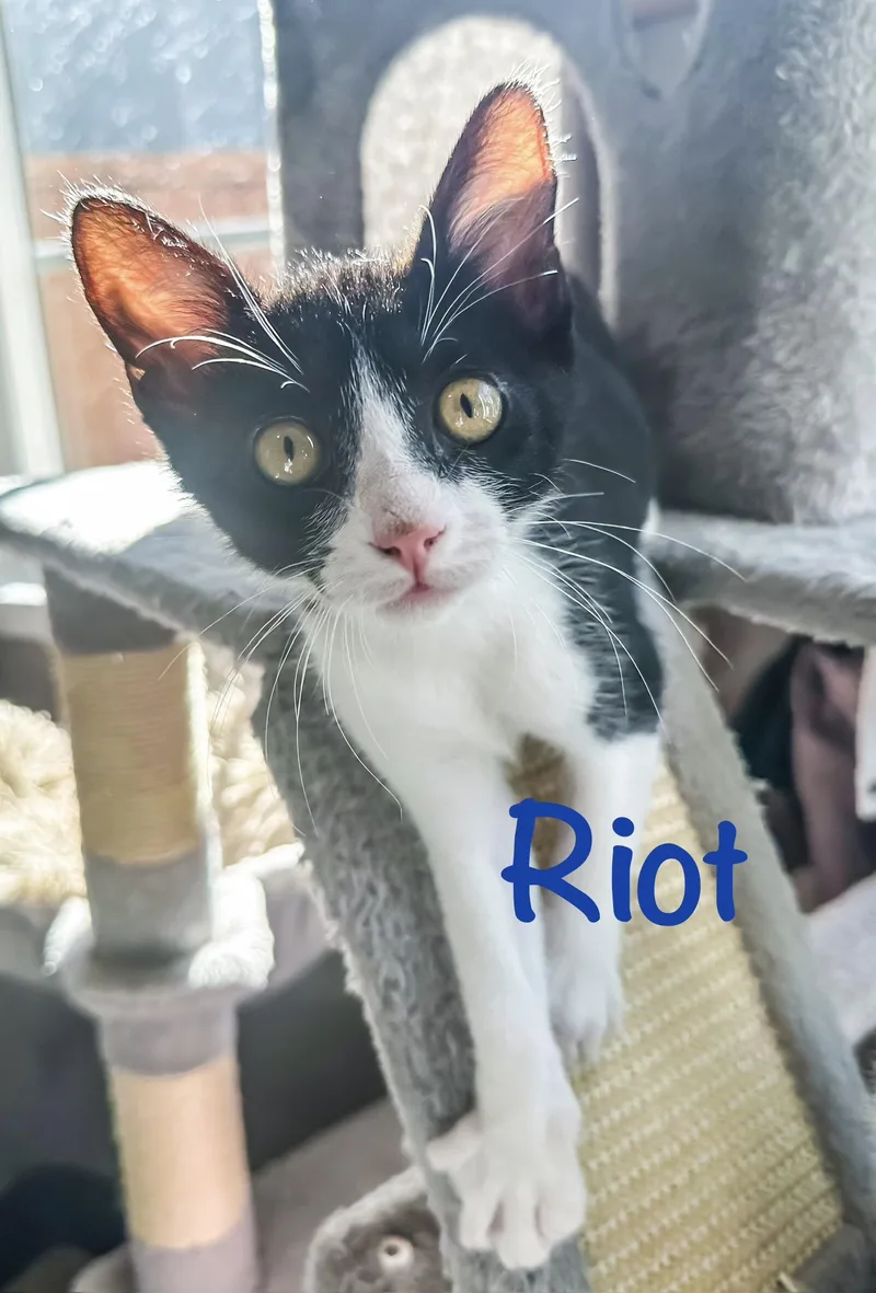 Riot thumbnail 2