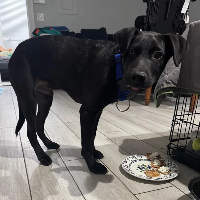A young medium-sized male Black Labrador Retriever dog named Coal for adoption in New York, NY