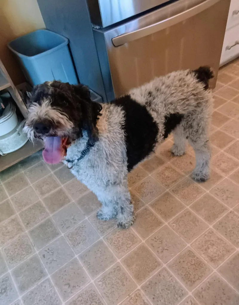 An adult large-sized female Black Sheepadoodle dog named Gracie for adoption in Millville, UT
