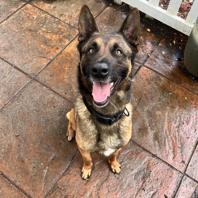 An adult medium-sized male Golden Belgian Shepherd / Malinois dog named Ender for adoption in Milford, NY