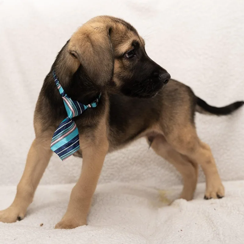 A baby medium-sized male Labradoodle dog named Macbeth for adoption in Mobile, AL