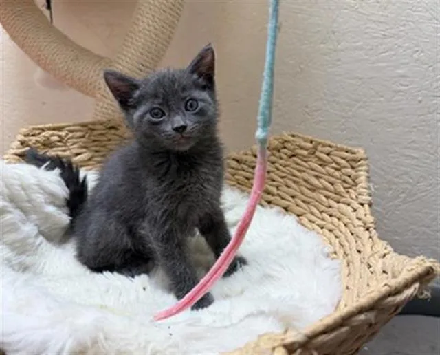 A baby small-sized male Domestic Short Hair cat named Boog for adoption in Tustin, CA