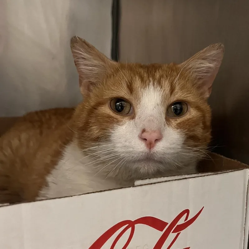 Sad Panda thumbnail 2