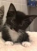 A young small-sized male Domestic Short Hair cat named Zuko for adoption in Quakertown, PA