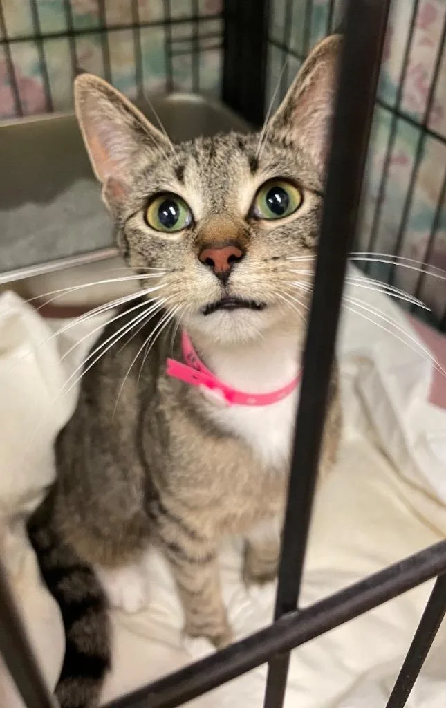 A baby medium-sized female Domestic Short Hair cat named Mai Tai for adoption in Muskegon, MI