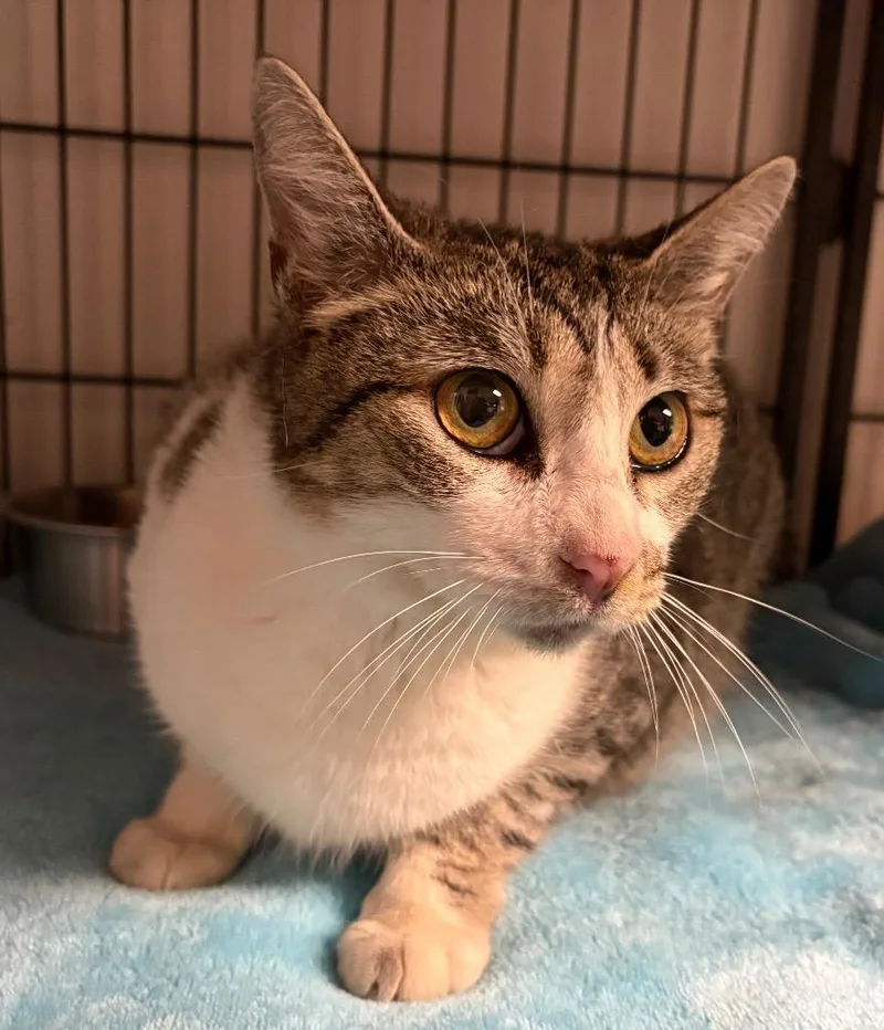 A young medium-sized male Domestic Short Hair cat named Ruddy for adoption in Lockhart, TX
