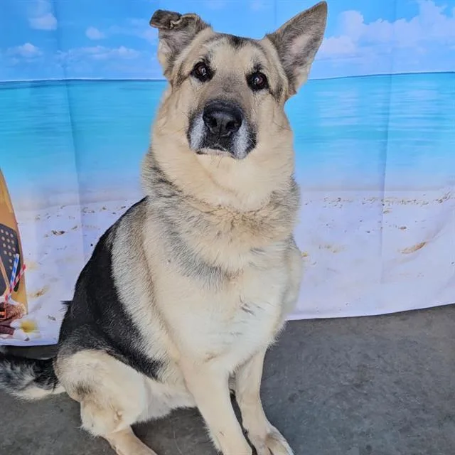 An adult large-sized male German Shepherd Dog dog named Cash for adoption in Wylie, TX