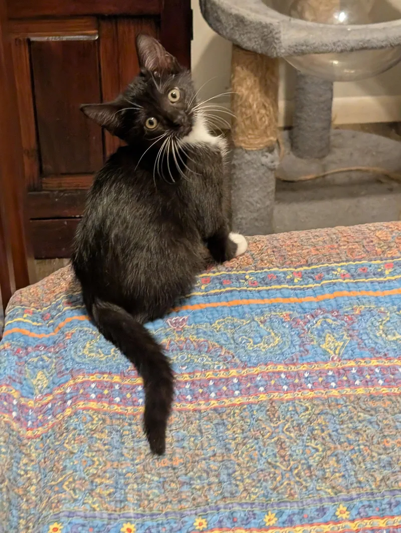 A baby medium-sized female Black & White / Tuxedo Domestic Short Hair cat named Mesa for adoption in Oviedo, FL