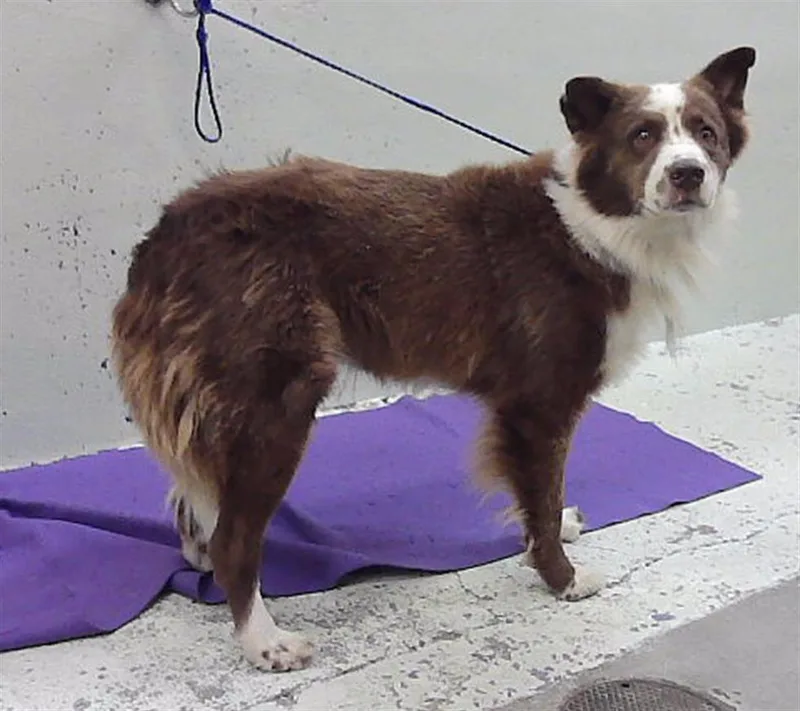 A young medium-sized male Australian Shepherd dog named Frasier for adoption in Houston, TX