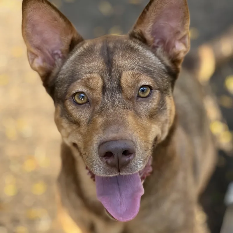 A young medium-sized female Red / Chestnut / Orange Shepherd dog named Sally for adoption in Melbourne, KY