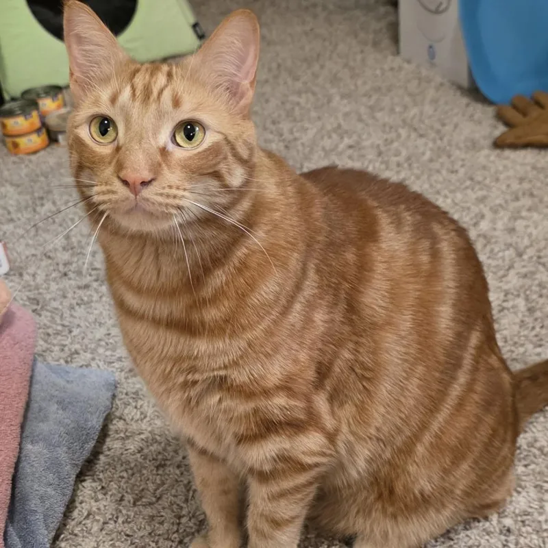 An adult large-sized male Domestic Short Hair cat named Gibbie C for adoption in Princeton, MN