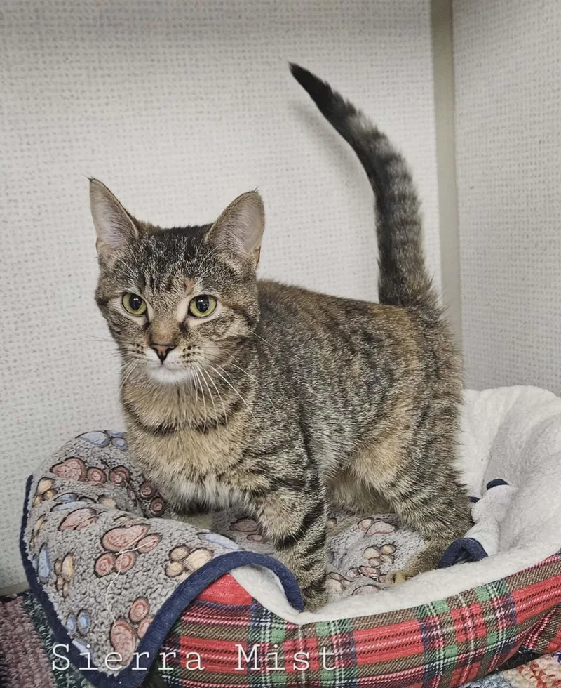 A young medium-sized female Tabby (Brown / Chocolate) Domestic Short Hair cat named Sierra Mist for adoption in Wapakoneta, OH