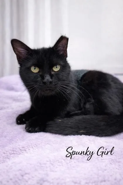 An adult medium-sized female Domestic Short Hair cat named Spunky Girl for adoption in Fairfax, VA