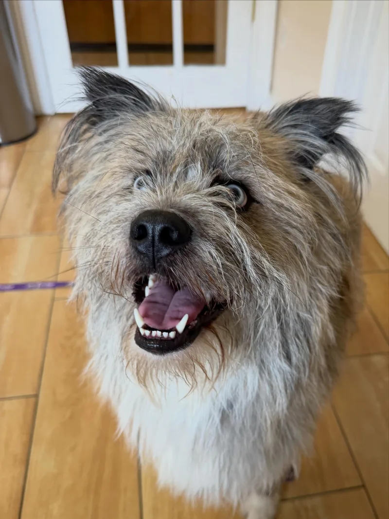 A young medium-sized male Tricolor (Brown, Black, & White) Border Terrier dog named Blue for adoption in Newark, NJ