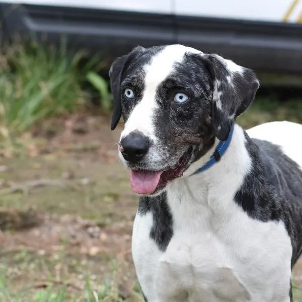 An adult medium-sized male White / Cream Catahoula Leopard Dog dog named Biggen for adoption in Cleveland, TX