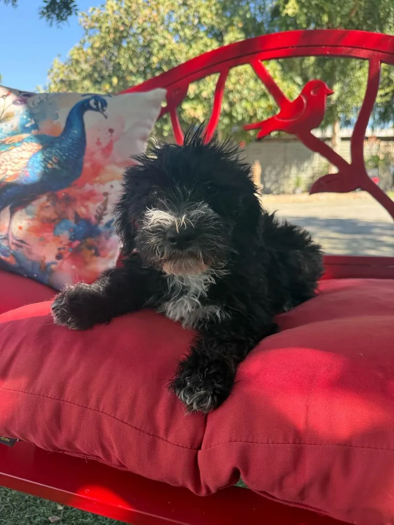 A young medium-sized male Black Goldendoodle dog named Curly Joe for adoption in Temecula, CA