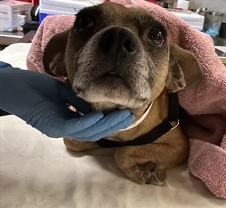 An adult medium-sized female Chihuahua dog named Anita for adoption in Riverside, CA