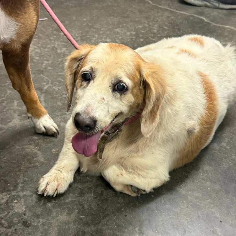 An adult medium-sized female White / Cream Spaniel dog named Latto for adoption in Evensville, TN