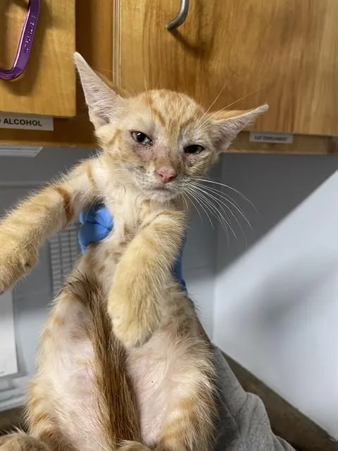 A baby small-sized male Domestic Short Hair cat named Purrito for adoption in Tallahassee, FL