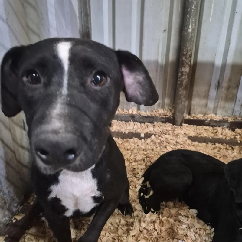 A young medium-sized female Black Labrador Retriever dog named Sweety for adoption in Durant, OK