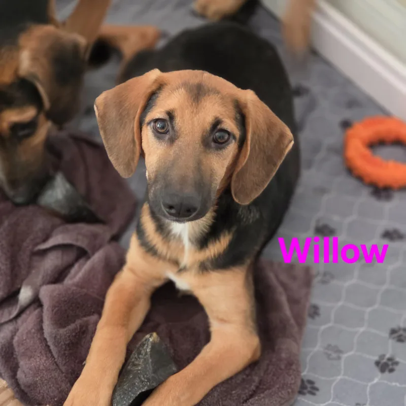 A baby medium-sized female Tricolor (Brown, Black, & White) German Shepherd Dog dog named Willow for adoption in Blairstown, NJ