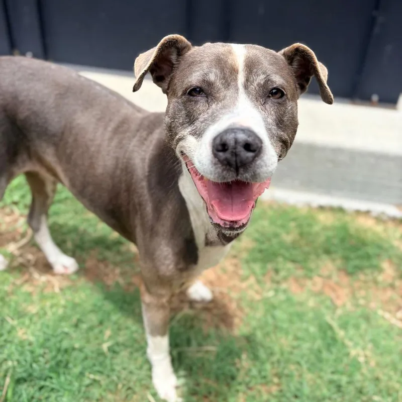 A senior medium-sized female Gray / Blue / Silver Pit Bull Terrier dog named Eleanor for adoption in Concord, NC