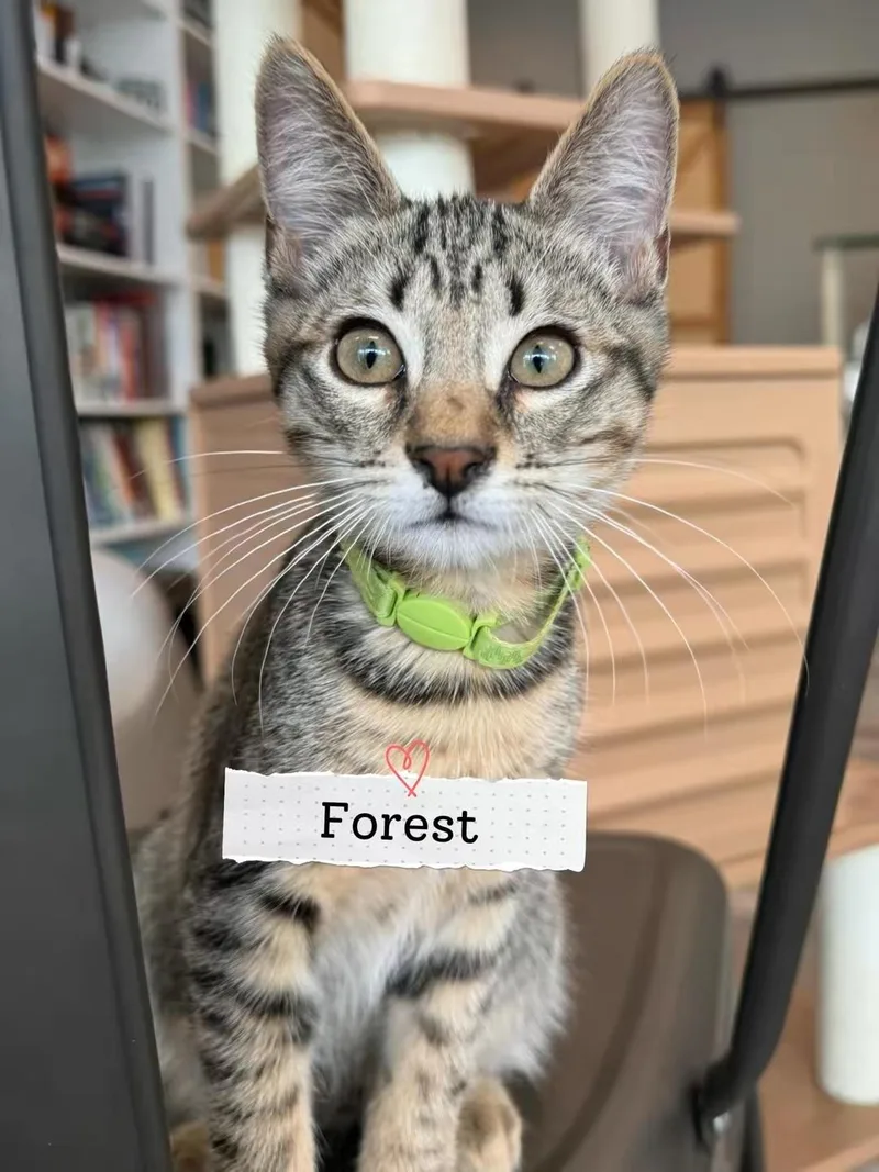 A baby medium-sized male Tabby (Buff / Tan / Fawn) Domestic Short Hair cat named Forest for adoption in Petaluma, CA