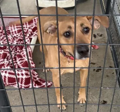 An adult large-sized male Hound dog named Tonka for adoption in Bowling Green, KY