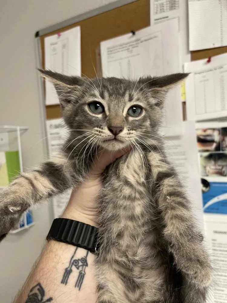 A baby small-sized male Domestic Medium Hair cat named Potato Chip for adoption in Bolivar, MO