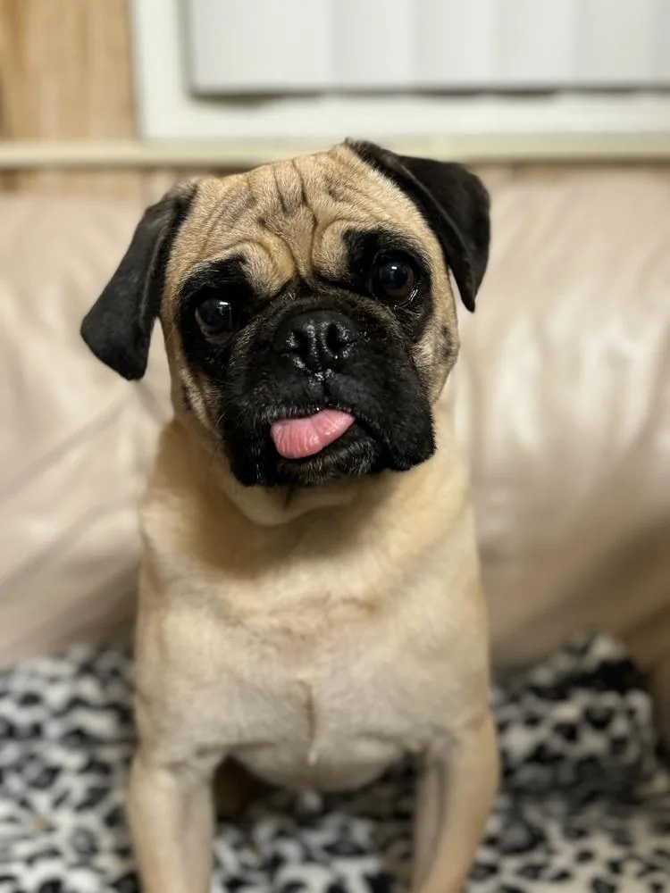 Lollipop thumbnail 3