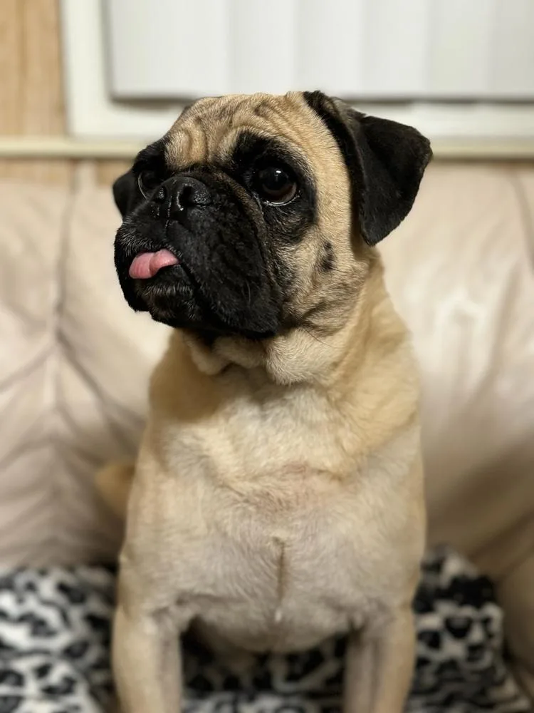 Lollipop thumbnail 4