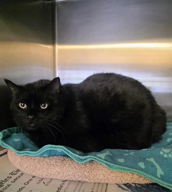 An adult large-sized male Domestic Long Hair cat named Jack for adoption in Castaic, CA