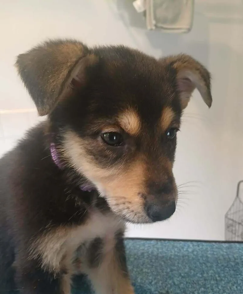 A baby small-sized female German Shepherd Dog dog named Dolly for adoption in Suamico, WI