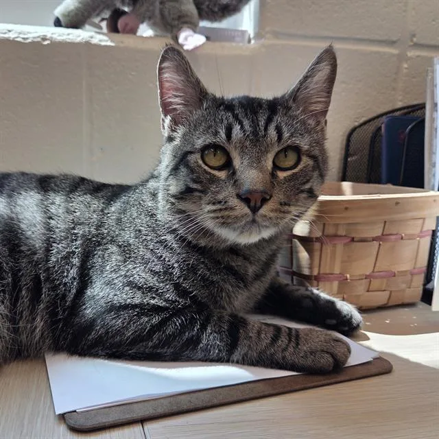 A young small-sized male Domestic Short Hair cat named Nino for adoption in Centerville, MA