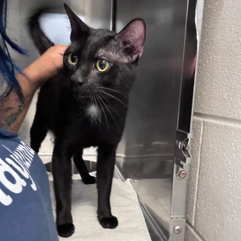 An adult large-sized male Black Domestic Short Hair cat named Baby Boy for adoption in Indianapolis, IN