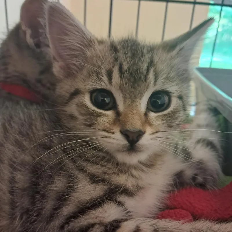 A baby small-sized female Black Domestic Short Hair cat named Trixie for adoption in Concord, NH