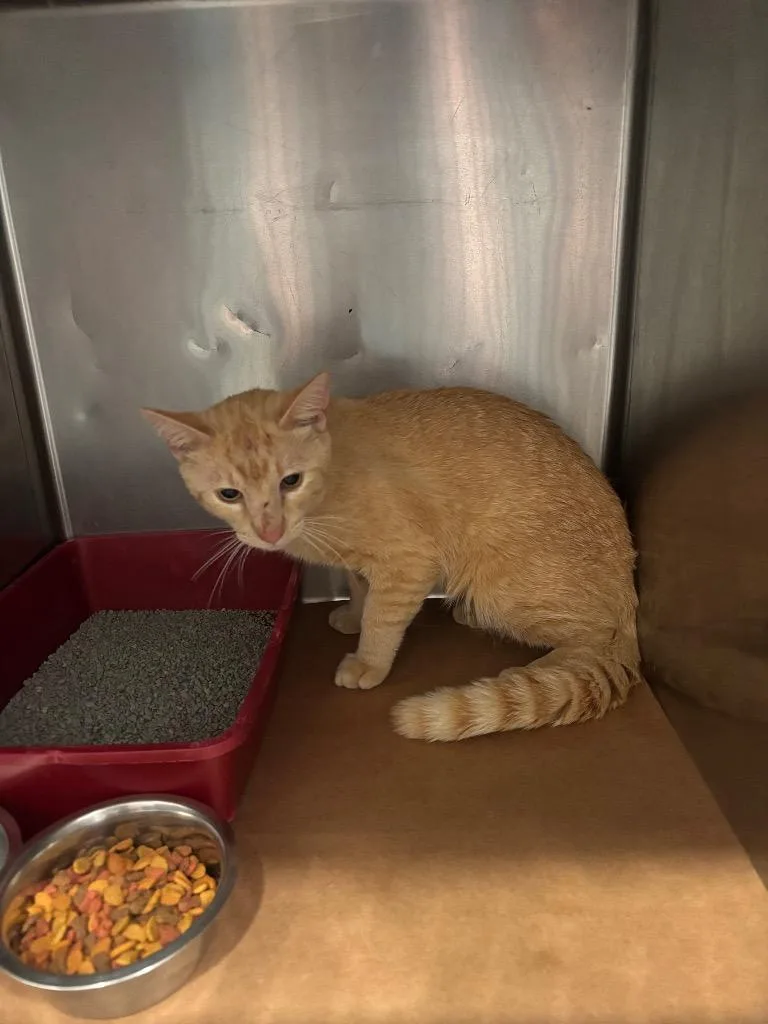 A young large-sized male Domestic Short Hair cat named Frosty for adoption in Cartersville , GA