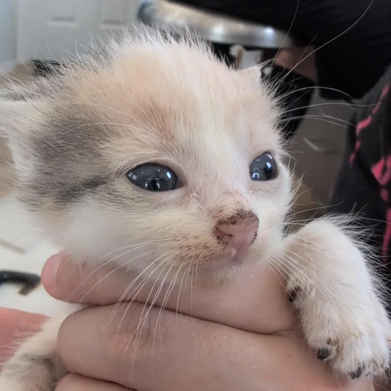 A baby small-sized female Calico Domestic Short Hair cat named Fur Elise for adoption in Chapel Hill, NC