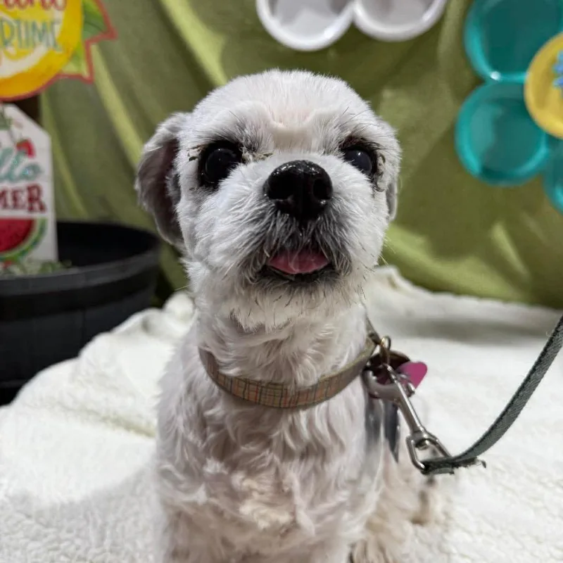 A senior small-sized female White / Cream Shih Tzu dog named Elaina for adoption in Spring Hill, KS