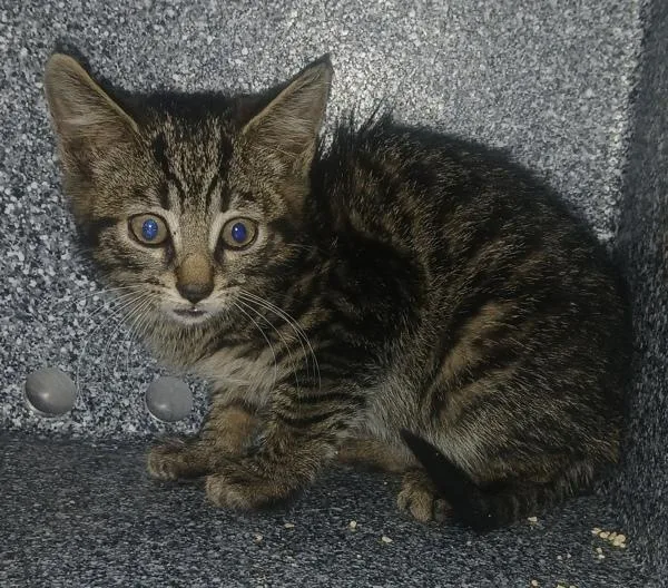 A baby small-sized male Domestic Short Hair cat named Radar for adoption in Staten Island, NY