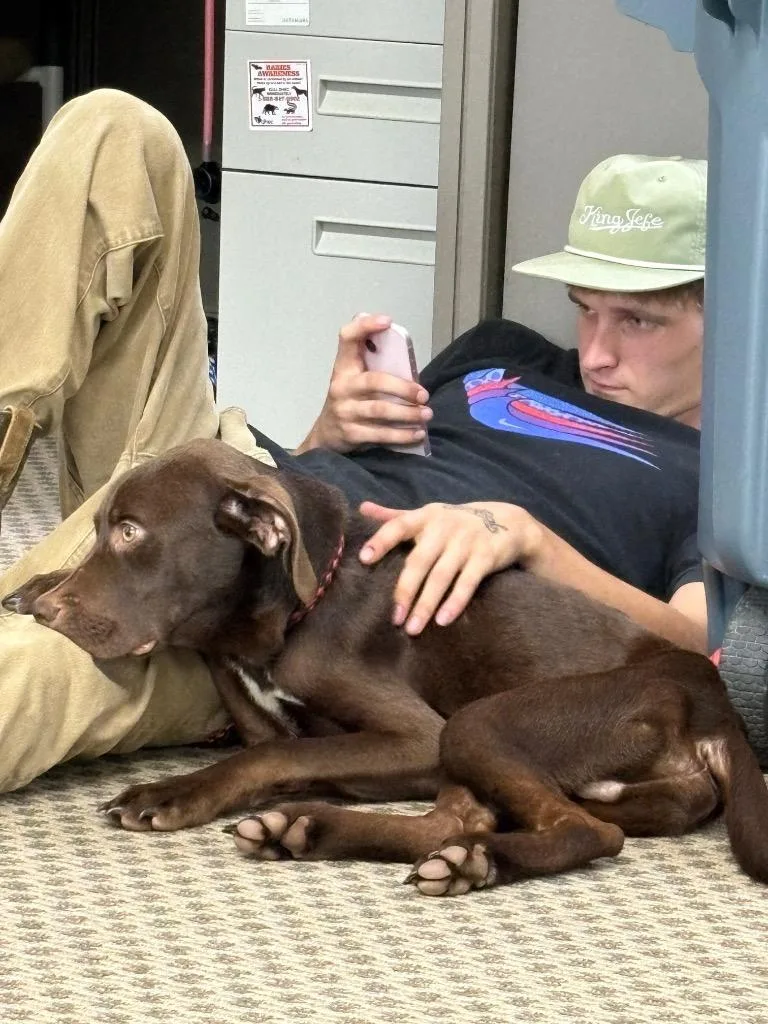 A young medium-sized male Labrador Retriever dog named Max for adoption in Effingham, SC