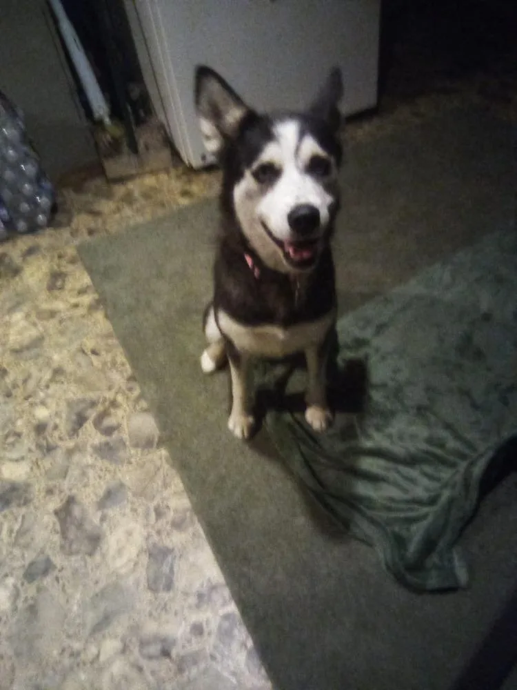 An adult large-sized female Gray / Blue / Silver Husky dog named Miley for adoption in Aurora, IN