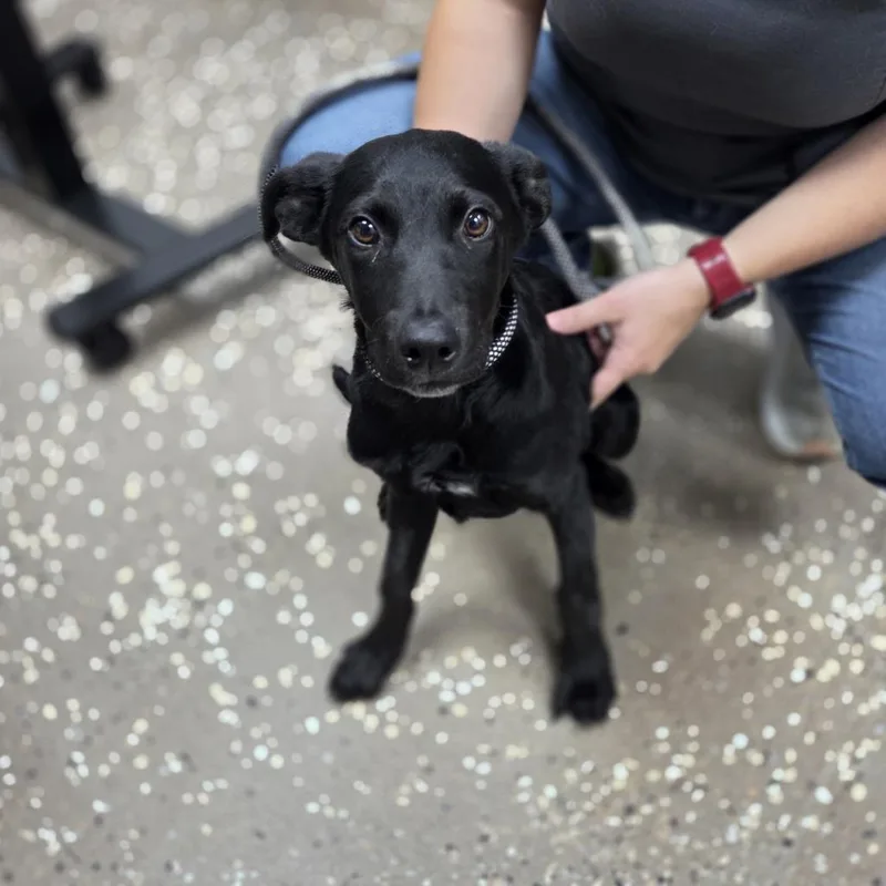 A baby large-sized male Black Labrador Retriever dog named Russel for adoption in Incline Village, NV